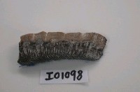 藏品(魟魚類(模))的圖片
